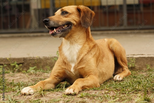 Fubá